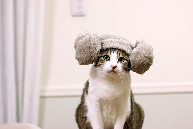 猫も