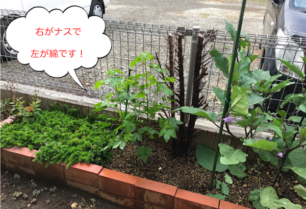 綿の成長具合
