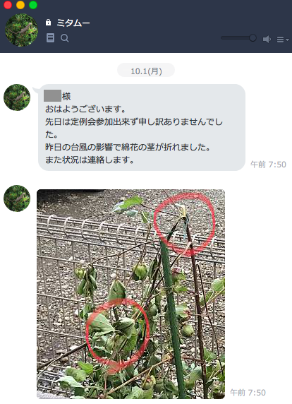 ミタムーからLINE