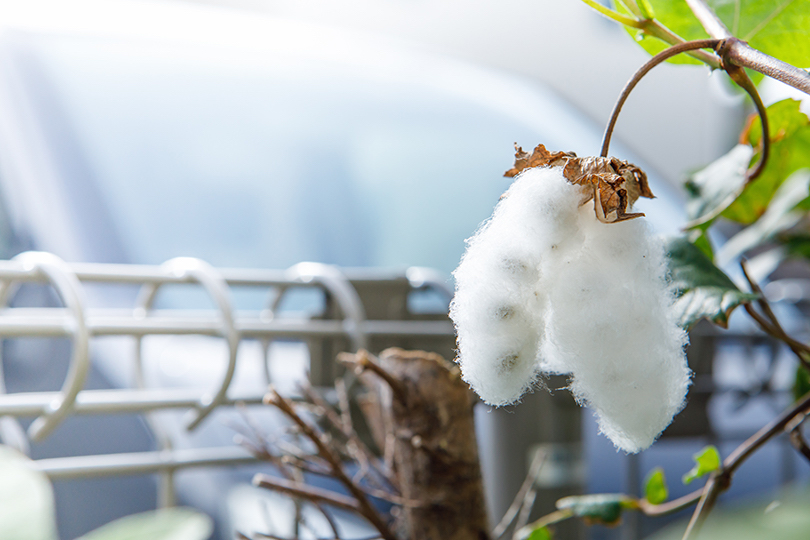 緑のコットンボールが茶色になり、乾燥したら綿が出てくる