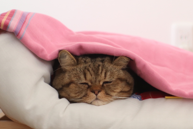 柔らかい＜moussepuff（ムースパフ）＞に包まれる寅ちゃん