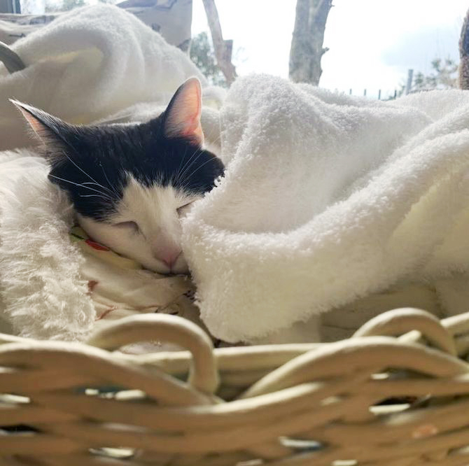 究極の癒しがやってきた!猫ちゃんとタオルによる「もふもふフォトギャラリー」