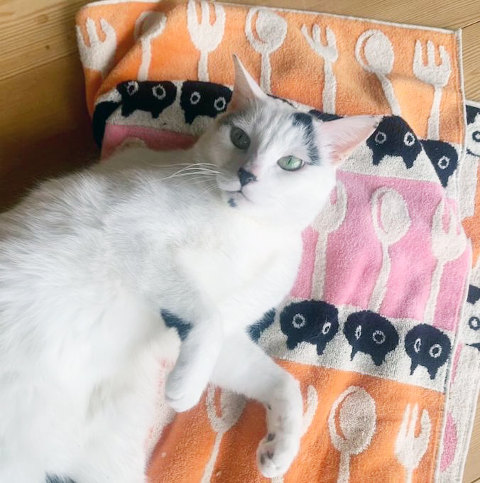 究極の癒しがやってきた!猫ちゃんとタオルによる「もふもふフォトギャラリー」